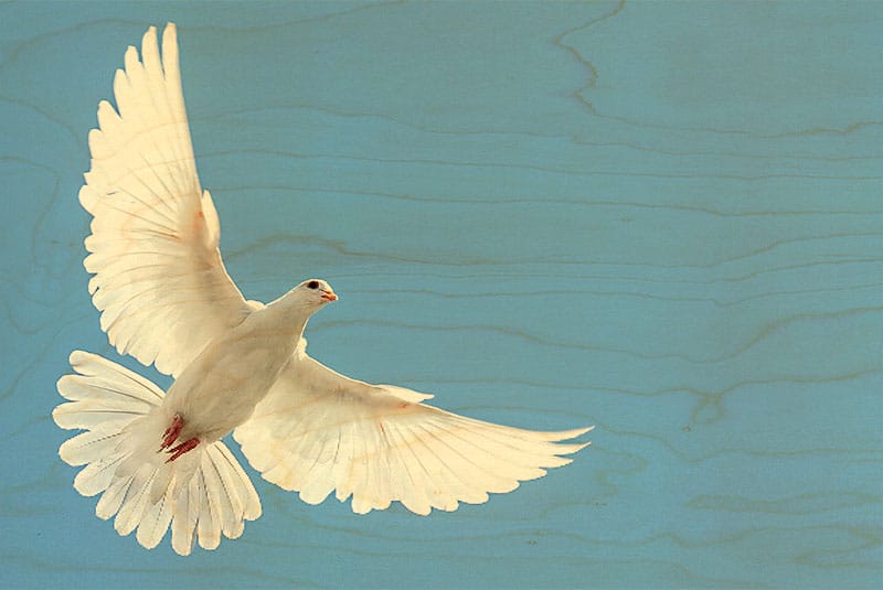 hironwoods-colombe-carte-postale-bois-100x150mm-oiseau-jardin image 1