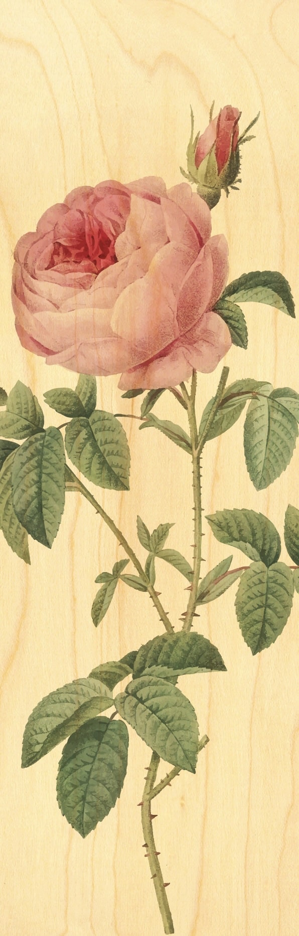 hironwoods-marque-page-bois-rose-blum-marque-page image 1