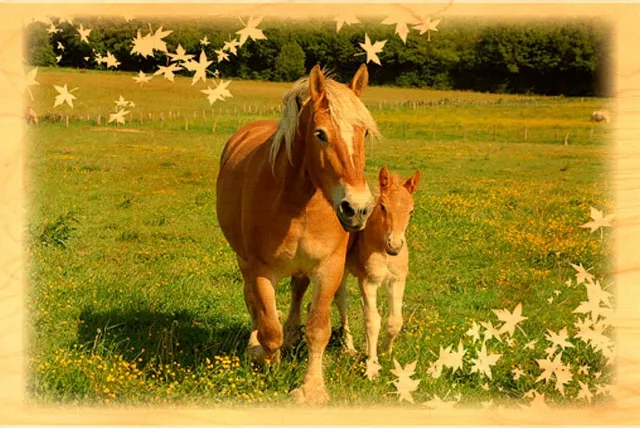 hironwoods-carte-postale-bois-cheval-comtois-10x15 image 1