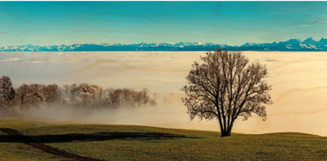 hironwoods-carte-bois-panoramique-arbre-brouillard-100x200mm image 1