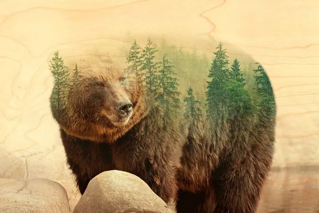hironwoods-cartes-postales-ours-for-t-carte-bois-100x150mm image 1