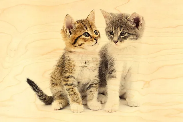 hironwoods-cartes-postales-deux-chatons-carte-bois-100x150 image 1