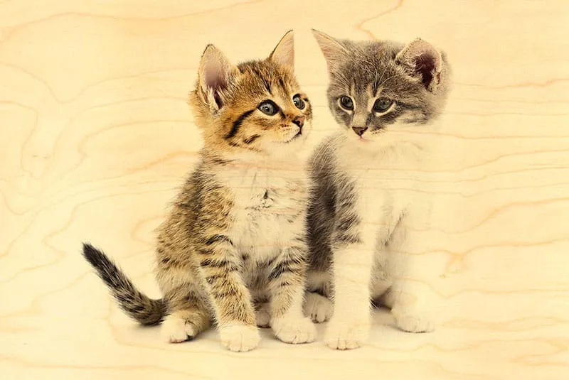 hironwoods-cartes-postales-deux-chatons-carte-bois-100x150 image 1