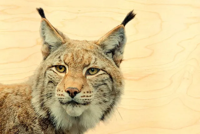hironwoods-lynx-portrait-carte-postale-bois-100x150mm-jura image 1