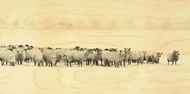 hironwoods-carte-bois-panoramique-moutons-100x200mm image 1