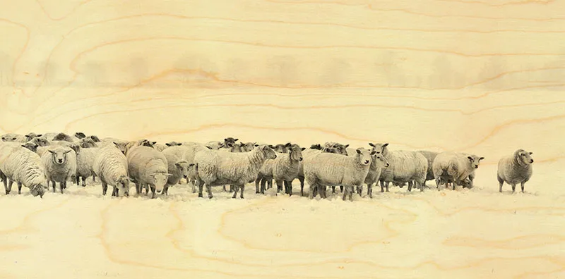 hironwoods-carte-bois-panoramique-moutons-100x200mm image 1