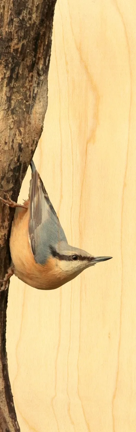 hironwoods-marque-pages-bois-oiseau-sitelle-marque-page-fin image 1