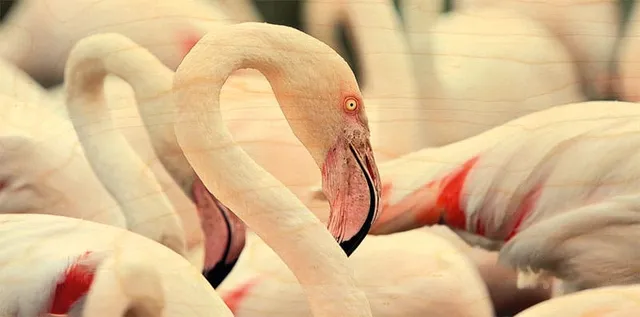 hironwoods-flamant-rose-carte-bois-panoramique-100x200mm image 1