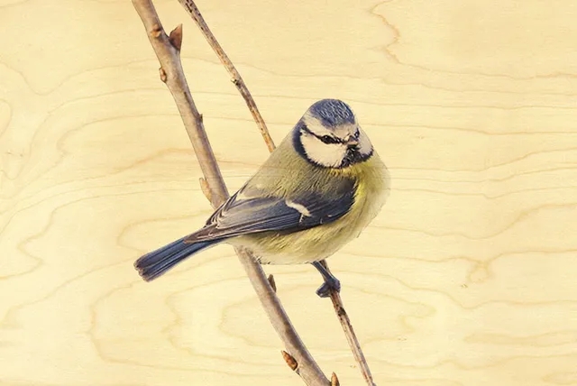 hironwoods-cartes-postales-en-bois-m-sange-carte-oiseau-jardin image 1
