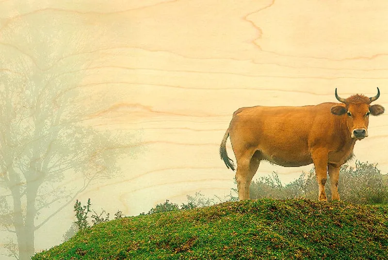 hironwoods-aubrac-brouillard-carte-postale-bois-100x150mm-souvenir image 1