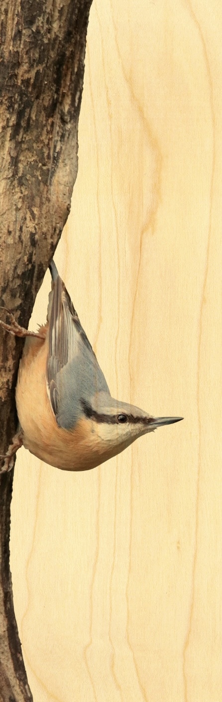 hironwoods-marque-pages-bois-oiseau-sitelle-marque-page-fin image 1