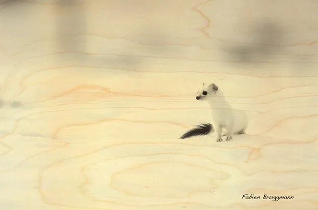 hironwoods-carte-postale-bois-hermine-100x150mm-animaux image 1