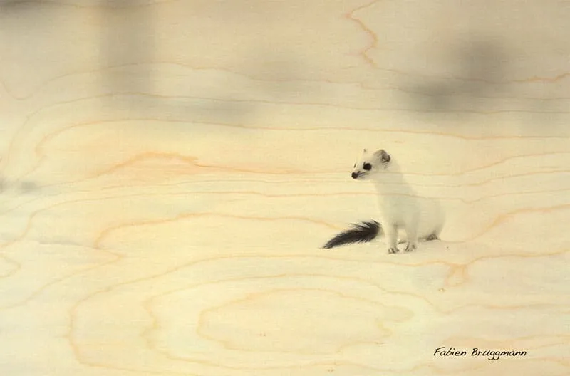 hironwoods-carte-postale-bois-hermine-100x150mm-animaux image 1
