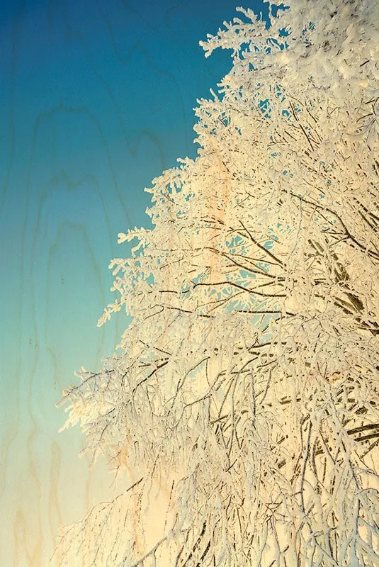hironwoods-for-t-arbre-neige-carte-postale-bois-100x150mm image 1