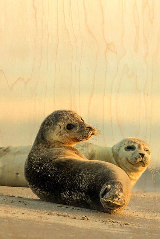 hironwoods-carte-postale-bois-phoques-plage-animaux-marins image 1