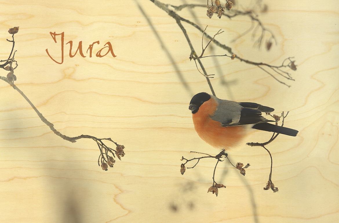 hironwoods-100x150-carte-postale-bois-oiseau-bouvreuil-jura image 1