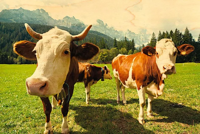 hironwoods-montb-liardes-carte-postale-bois-vaches-100x150mm image 1