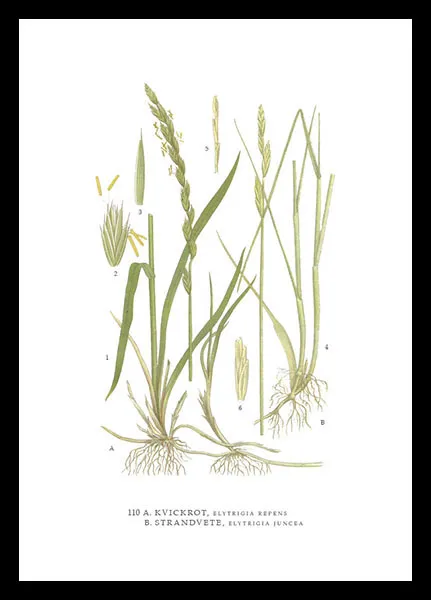 hugodesign-strandvete-poster-botanique-gramin-e image 1