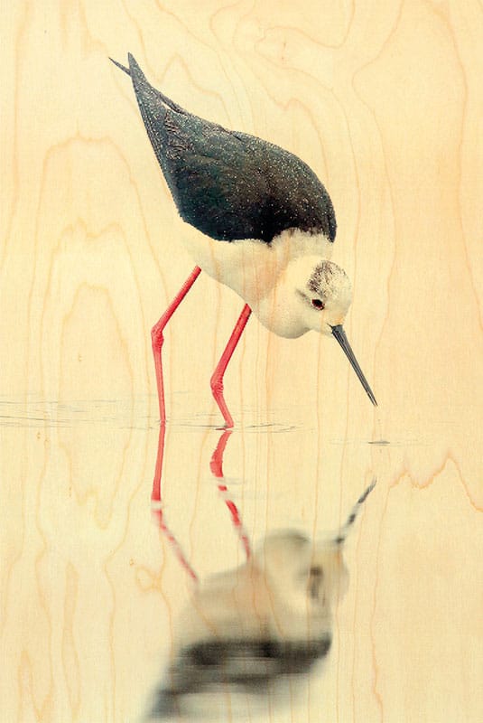 hironwoods-chassier-pattes-rouges-magnet-bois-oiseau image 1