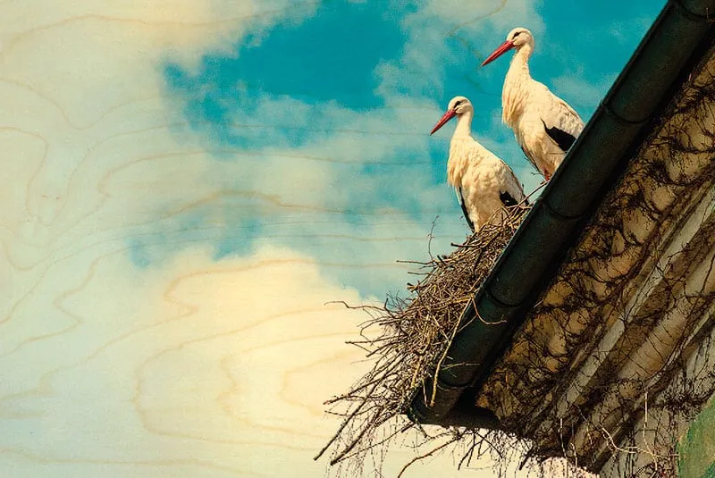 hironwoods-cigognes-toit-carte-postale-bois-alsace-oiseau image 1