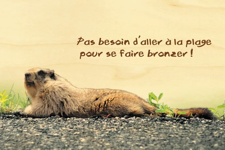 hironwoods-marmotte-carte-postale-bois-10x15cm-animaux image 1