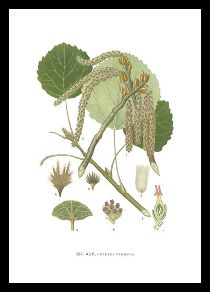 hugodesign-asp-poster-botanique-tremble-populus image 1
