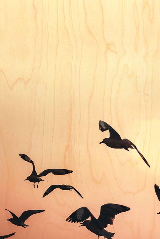 hironwoods-mouettes-sur-rose-carte-postale-bois-100x150mm image 1