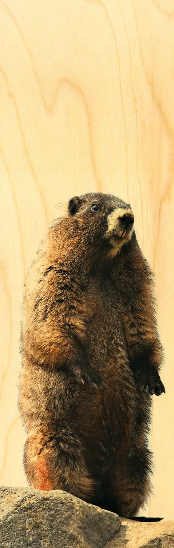 hironwoods-marque-page-bois-marmotte-animal-montagne image 1