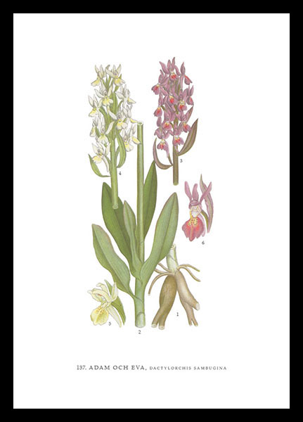 hugodesign-adam-och-eva-poster-botanique-orchid-e image 1