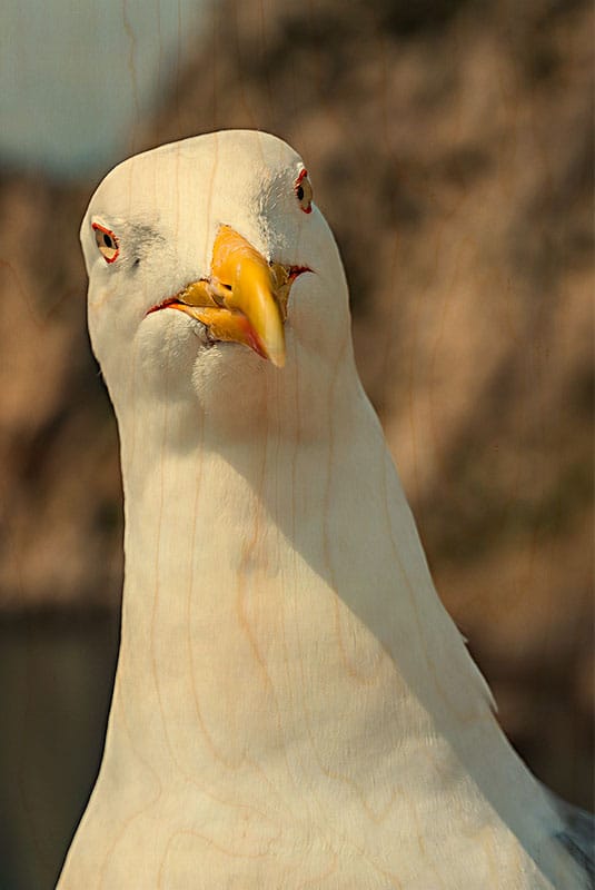 hironwoods-mouette-carte-postale-bois-portrait-100x150-mm image 1