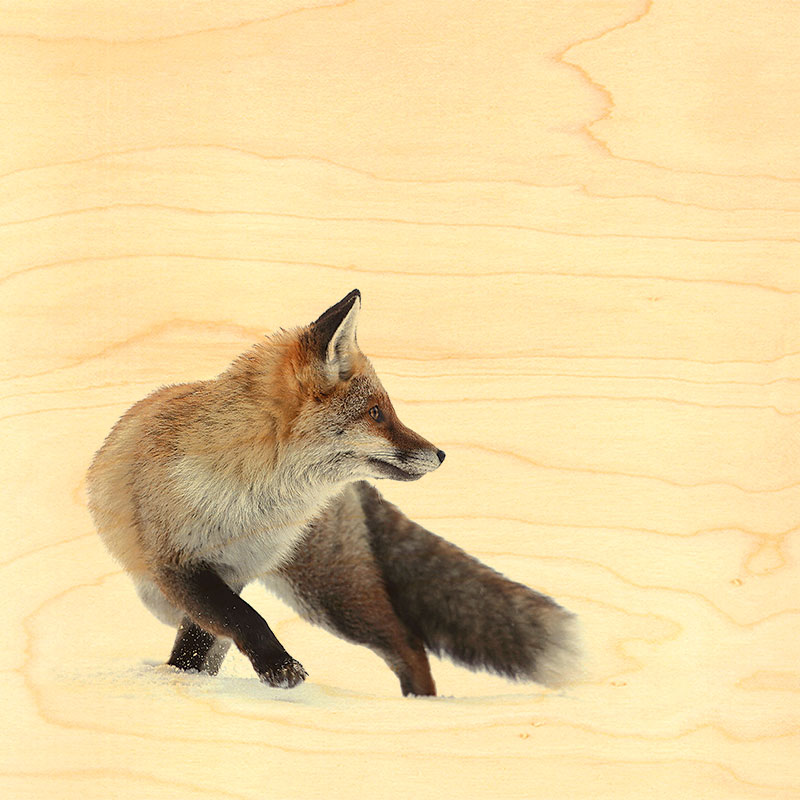 hironwoods-posters-renard-neige-poster-bois-300x300mm image 1