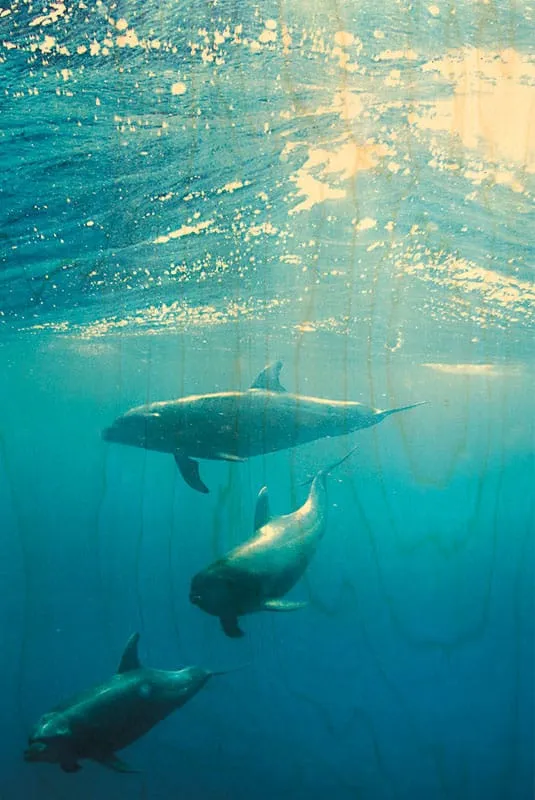 hironwoods-3-dauphins-sous-l-eau-carte-postale-bois-100x150mm image 1