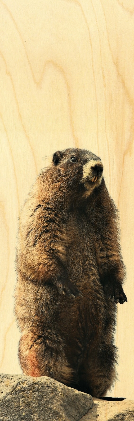 hironwoods-marque-page-bois-marmotte-animal-montagne image 1