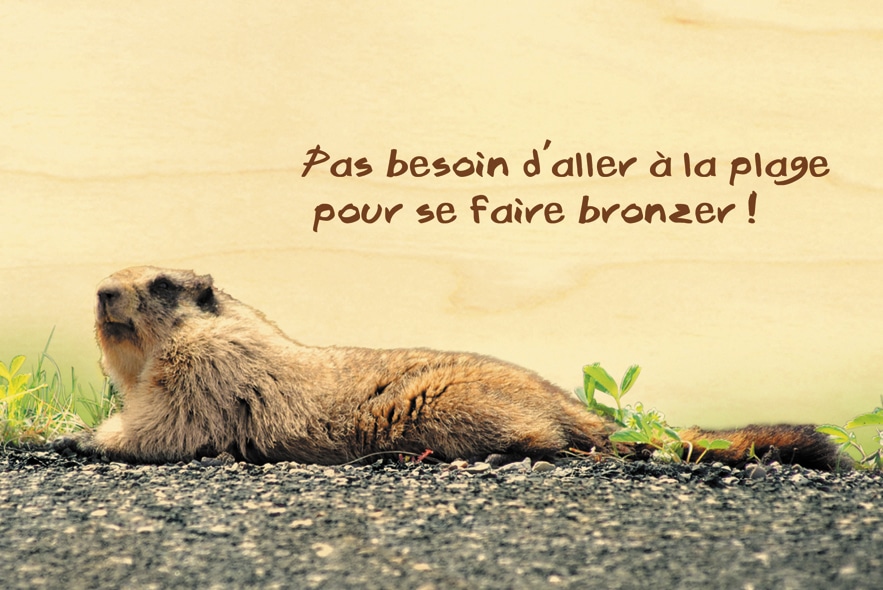hironwoods-marmotte-carte-postale-bois-10x15cm-animaux image 1
