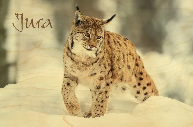 hironwoods-carte-postale-bois-lynx-neige-jura-10x15cm image 1