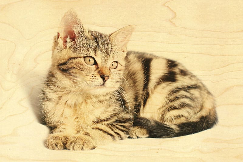 hironwoods-carte-postale-bois-chat-tigr-100x150mm image 1