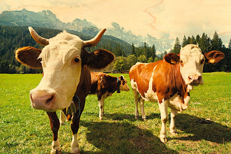 hironwoods-montb-liardes-carte-postale-bois-vaches-100x150mm image 1