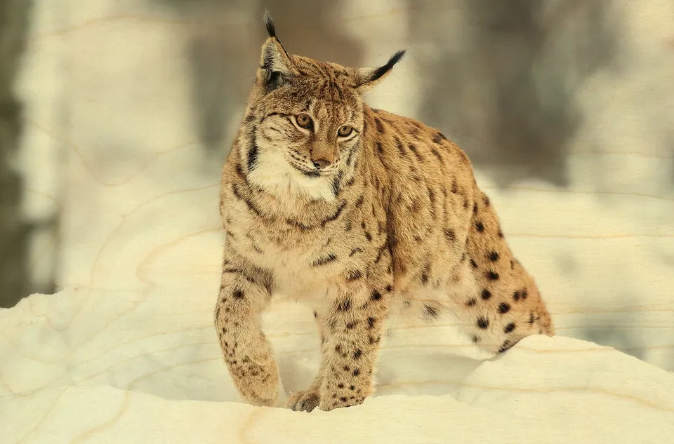 hironwoods-carte-lynx-dans-la-neige-carte-postale-bois-100x150 image 1