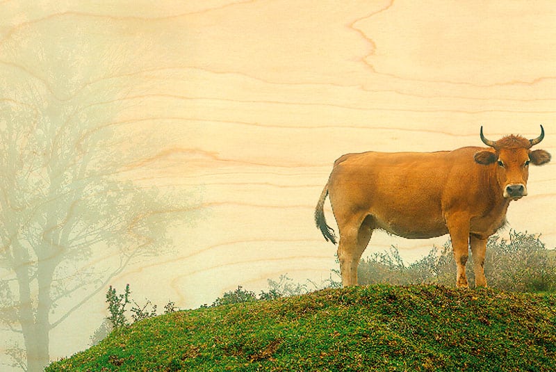 hironwoods-aubrac-brouillard-carte-postale-bois-100x150mm-souvenir image 1