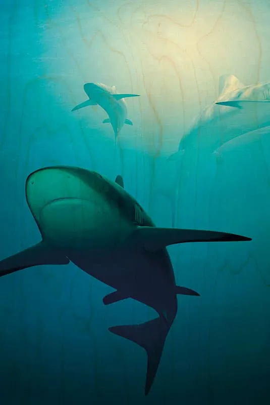 hironwoods-cartes-postales-requins-trio-carte-bois-100x150 image 1