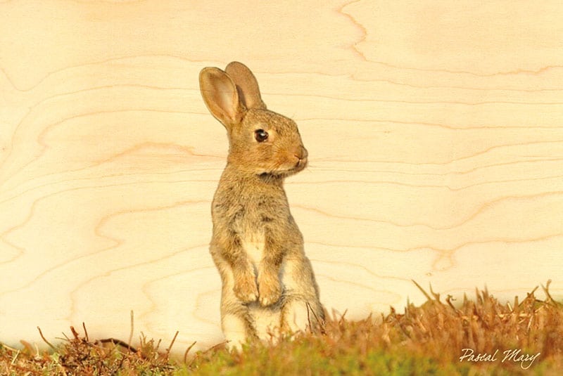hironwoods-carte-postale-lapin-carte-bois-animaux-100x150 image 1