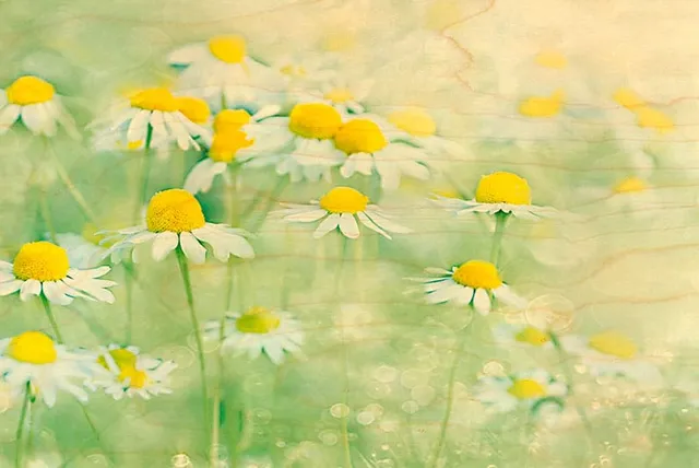 hironwoods-marguerites-carte-postale-bois-10x15-cm image 1