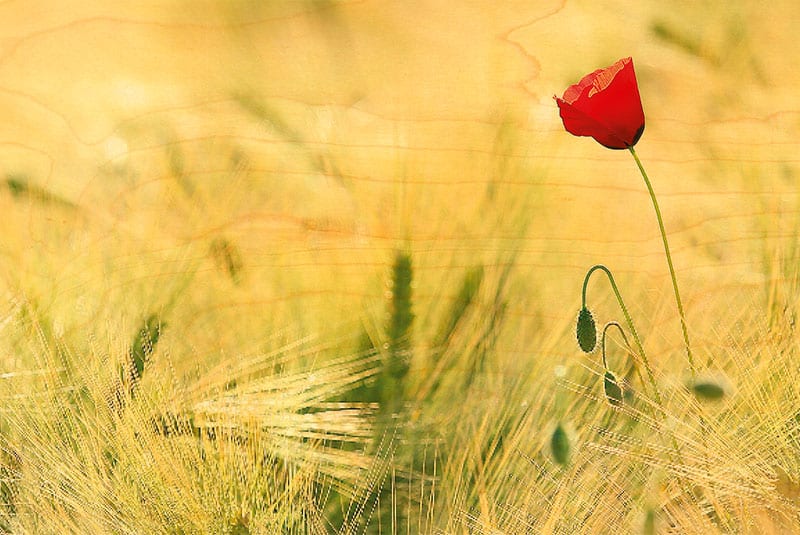 hironwoods-coquelicot-bleu-carte-postale-bois-10x15 image 1