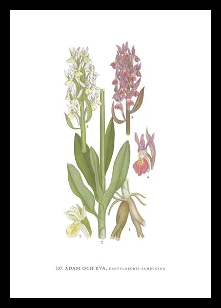 hugodesign-adam-och-eva-poster-botanique-orchid-e image 1