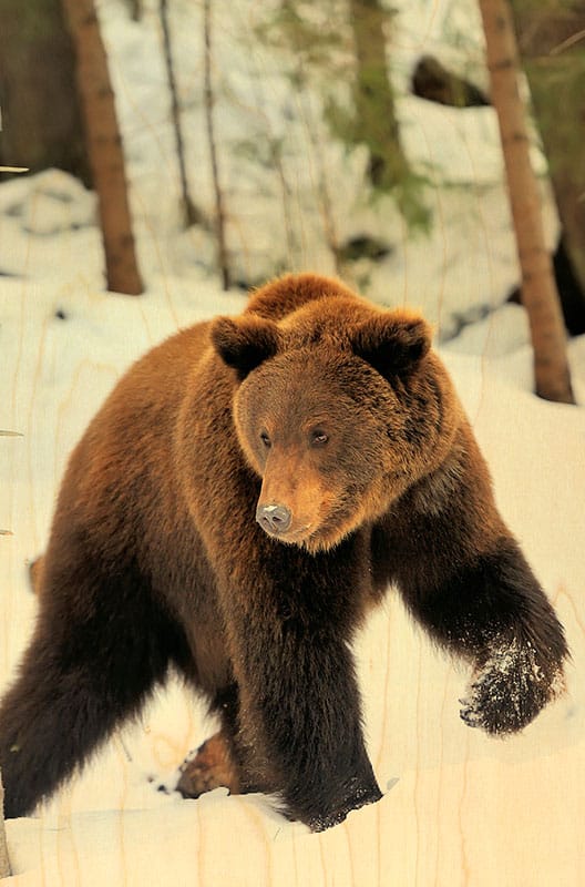 hironwoods-cartes-postales-ours-carte-postale-bois-verticale-ours image 1