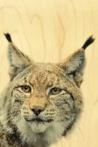 hironwoods-magnets-en-bois-lynx-t-te-magnet-carr-6x6cm image 1