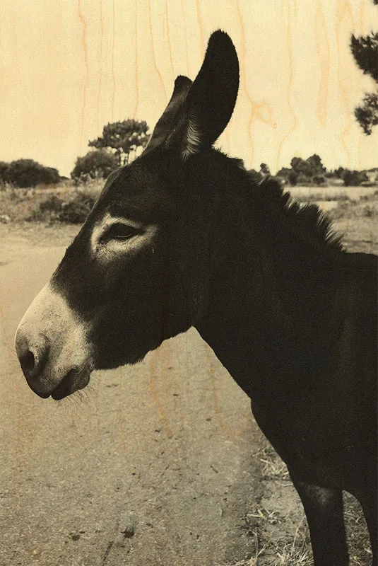 hironwoods-carte-postale-bois-ne-noir-blanc-100x150mm image 1
