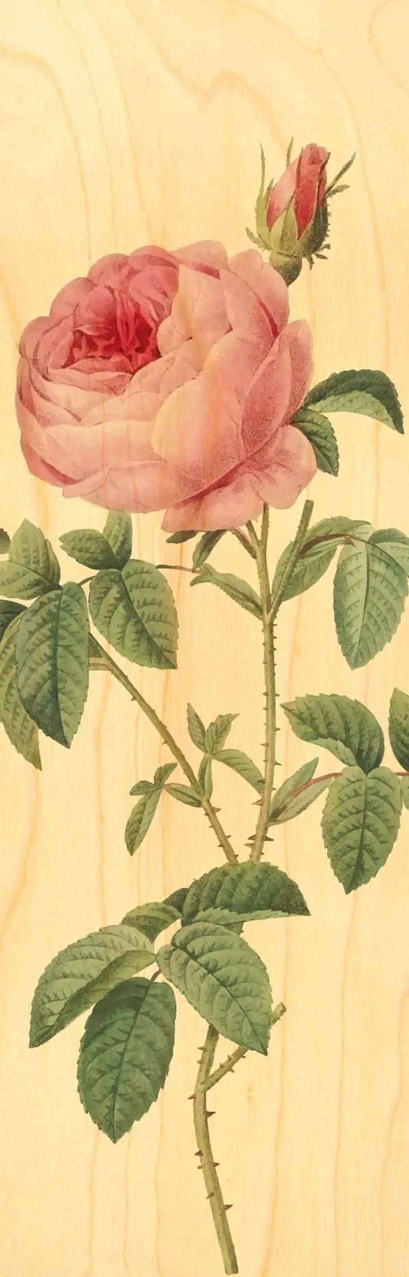 hironwoods-marque-page-bois-rose-blum-marque-page image 1