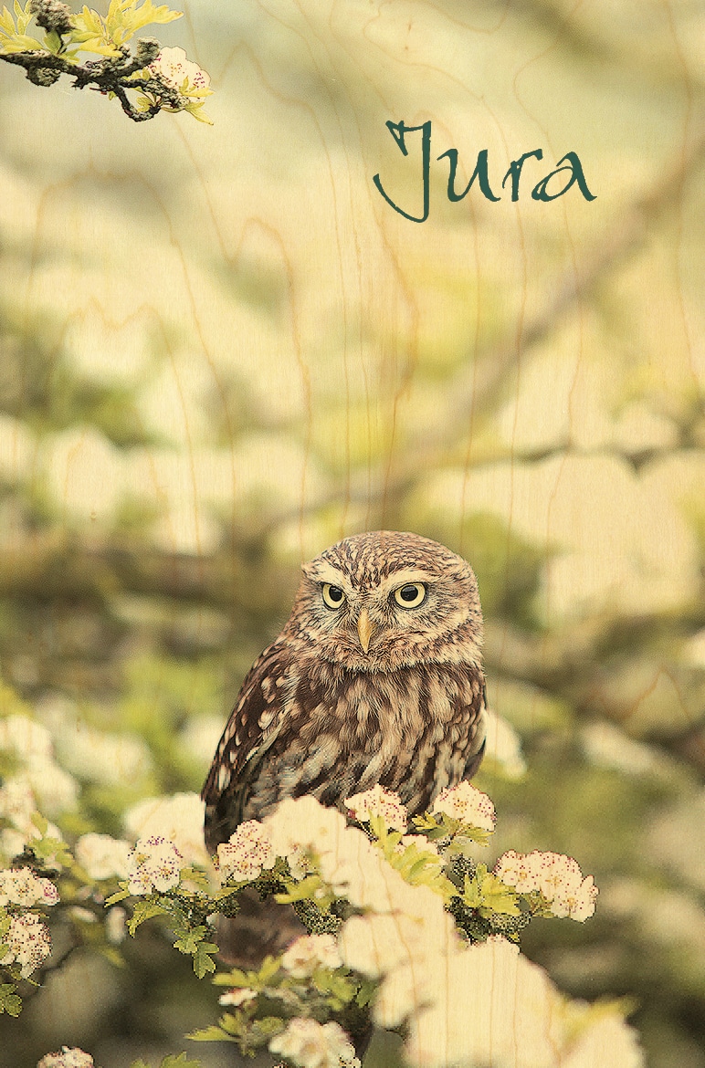 hironwoods-chouette-carte-postale-bois-oiseau-jura-10x15 image 1