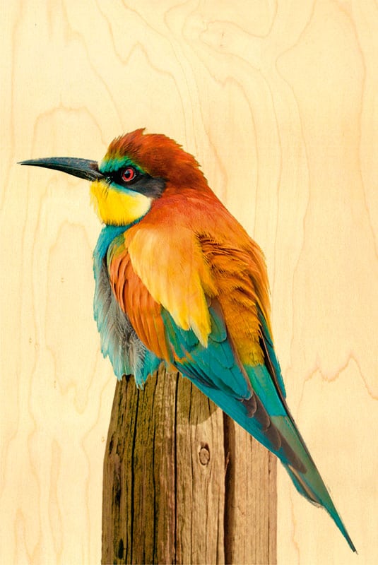 hironwoods-cartes-postales-bois-gu-pier-carte-oiseau-100x150mm image 1